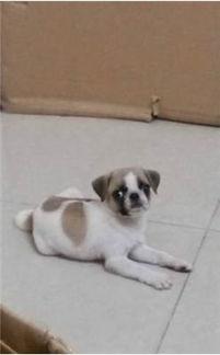 巴哥爆料最新人物是谁,揭秘最新神秘人物身份之谜  第3张