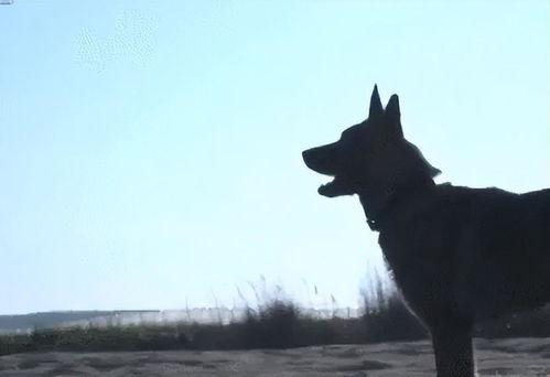 云南警犬爆料视频,揭秘云南警方反恐实战瞬间  第1张